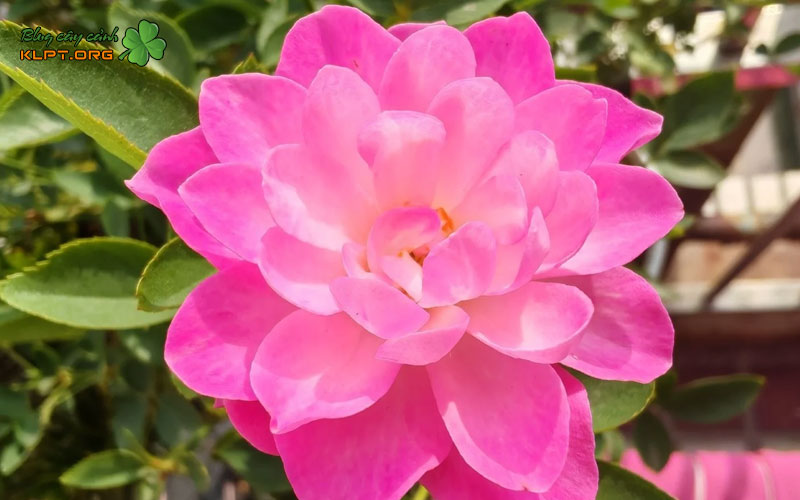 ky-thuat-trong-va-cham-soc-hoa-1-klpt