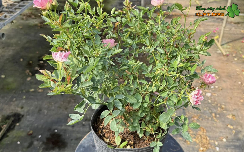 ky-thuat-trong-va-cham-soc-hoa-klpt