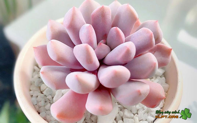 ly-do-nen-chon-vuon-sen-da-thuan-an-klpt