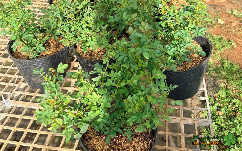 nguon-goc-va-dac-tinh-sinh-truong-cua-hong-lotus-star-klpt