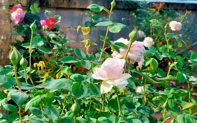 nguon-goc-va-ten-goi-su-nham-lan-thu-vi-1-klpt