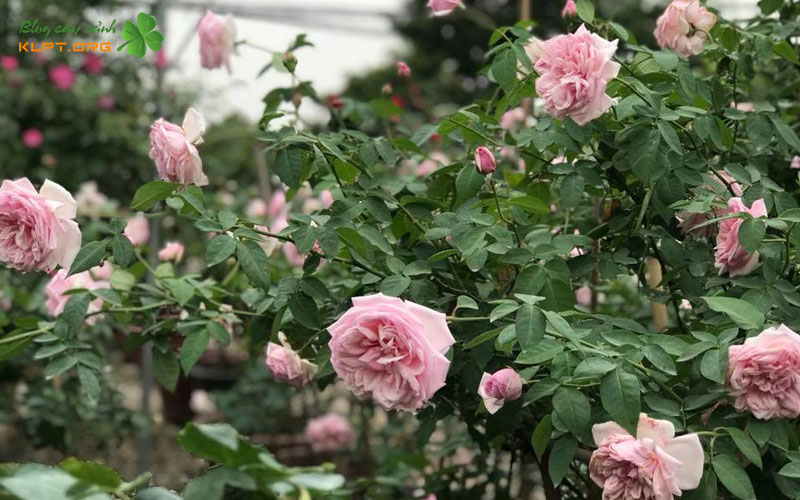 nguon-goc-va-ten-goi-su-nham-lan-thu-vi-klpt