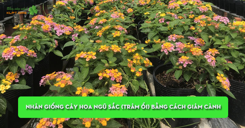 nhan-giong-cay-hoa-ngu-sac-tram-oi-bang-cach-giam-canh-klpt