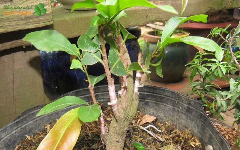 nhung-dau-hieu-bao-dong-do-can-luu-y-klpt