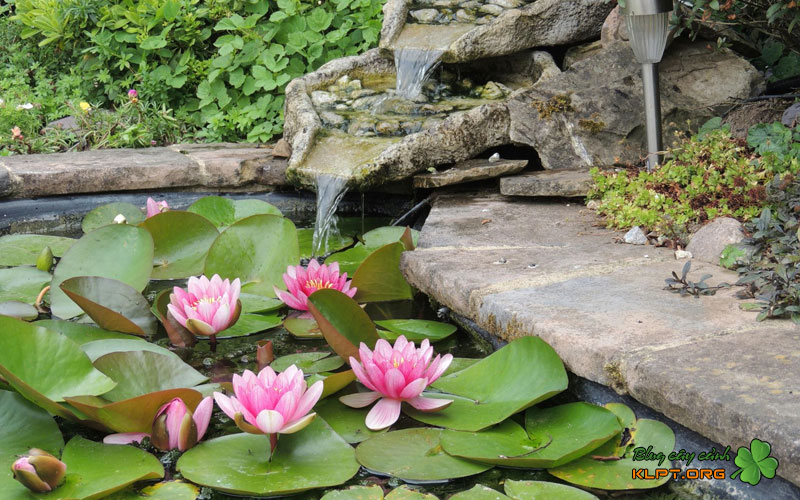 nhung-luu-y-quan-trong-khi-nhan-giong-hoa-sung-1-klpt