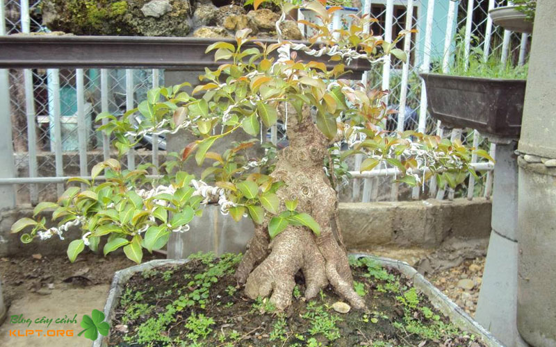 tai-sao-cay-sop-thuong-duoc-ua-chuong-de-tao-hinh-reu-muot-be-dep-klpt