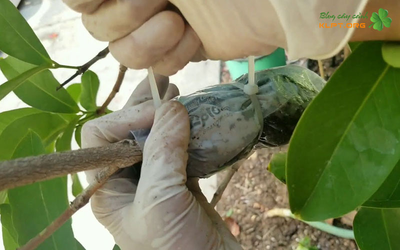 thoi-diem-chiet-canh-duoi-tot-nhat-klpt