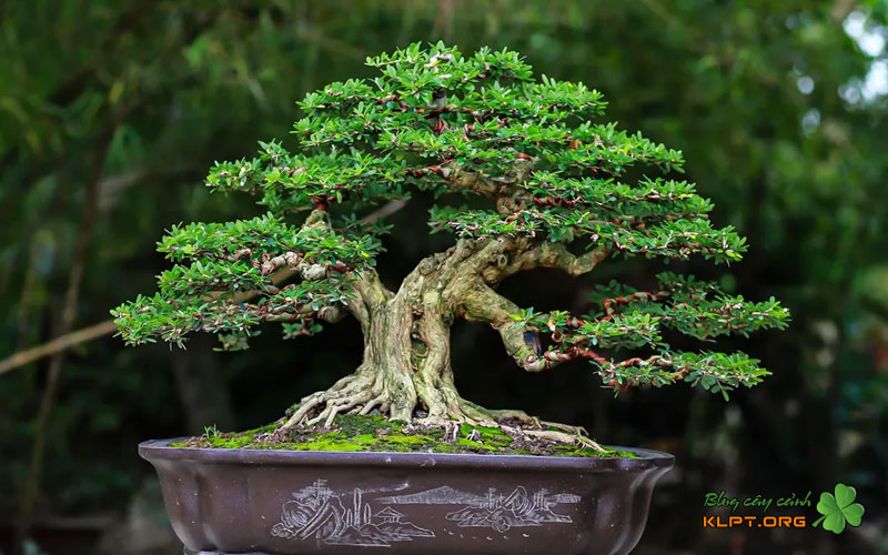 thoi-diem-giam-canh-linh-sam-tot-nhat-klpt