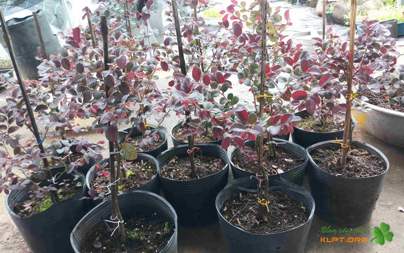 thoi-diem-va-dieu-kien-ly-tuong-de-giam-canh-klpt