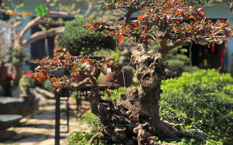 tong-quan-ve-dong-cay-ficus-cay-tuc-va-cay-sop-klpt