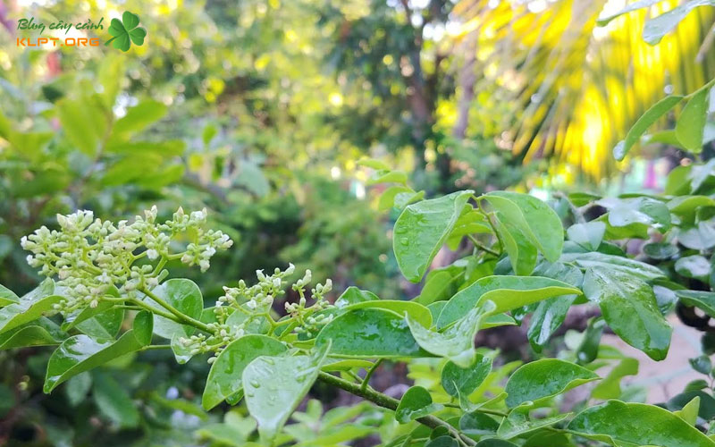 trac-day-la-cay-gi-klpt