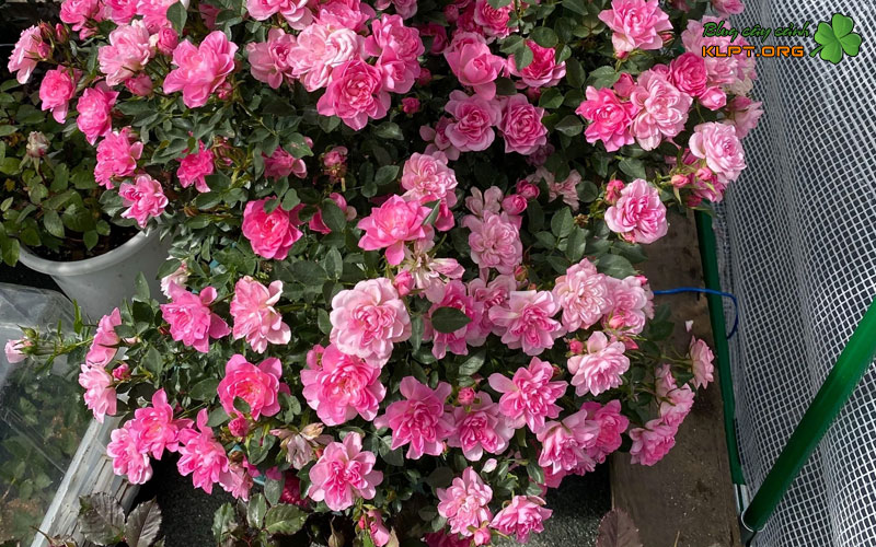 uu-diem-vuot-troi-cua-hong-lotus-star-klpt