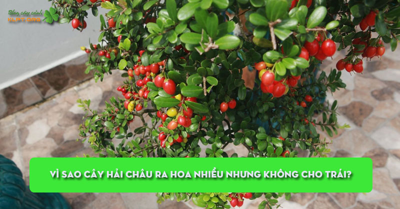 vi-sao-cay-hai-chau-ra-hoa-nhieu-nhung-khong-cho-trai-klpt