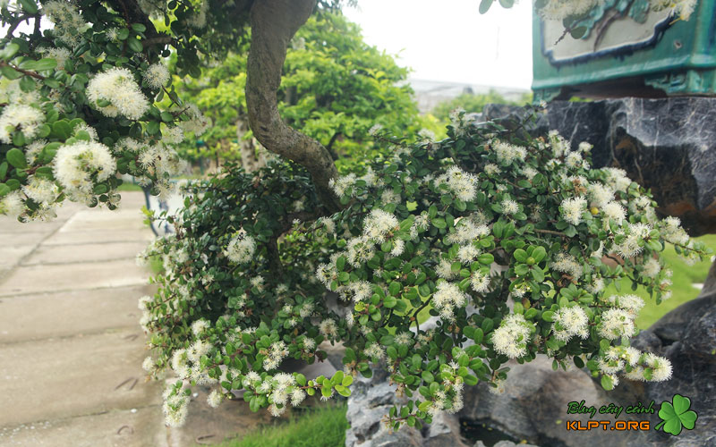 vi-sao-cay-hai-chau-ra-hoa-nhieu-nhung-khong-co-trai-3-klpt