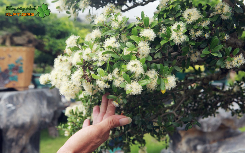 vi-sao-cay-hai-chau-ra-hoa-nhieu-nhung-khong-co-trai-klpt