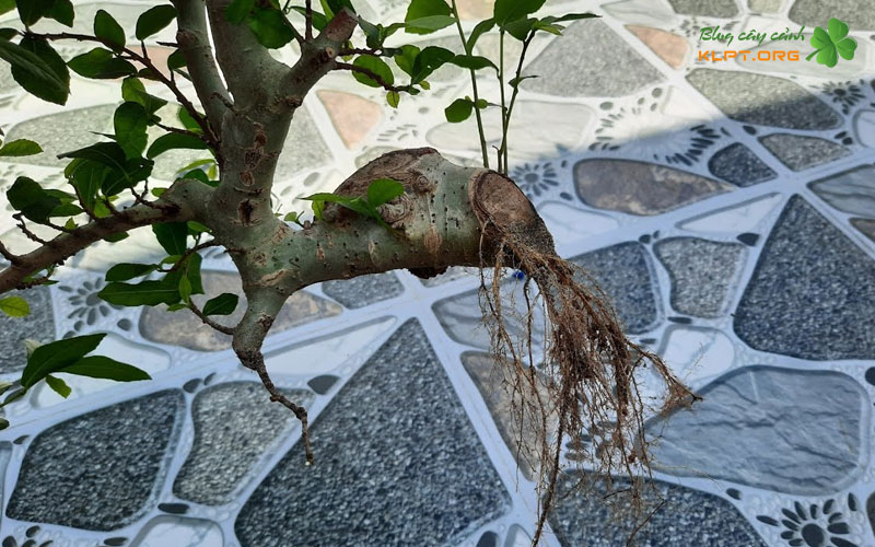 vi-sao-nen-chiet-canh-cay-duoi-klpt