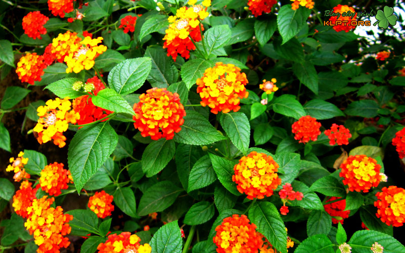 vi-sao-nen-nhan-giong-tram-oi-bang-giam-canh-klpt