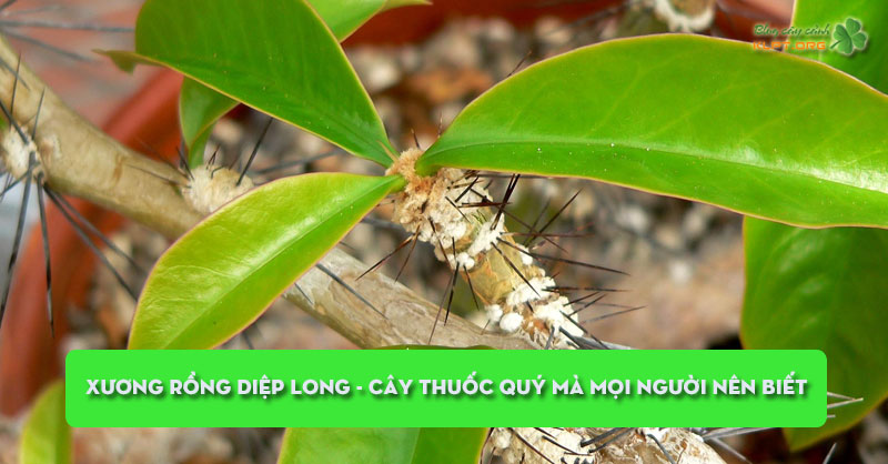 xuong-rong-diep-long-cay-thuoc-quy-ma-moi-nguoi-nen-biet-klpt