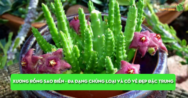 xuong-rong-sao-bien-da-dang-chung-loai-va-co-ve-dep-dac-trung-klpt