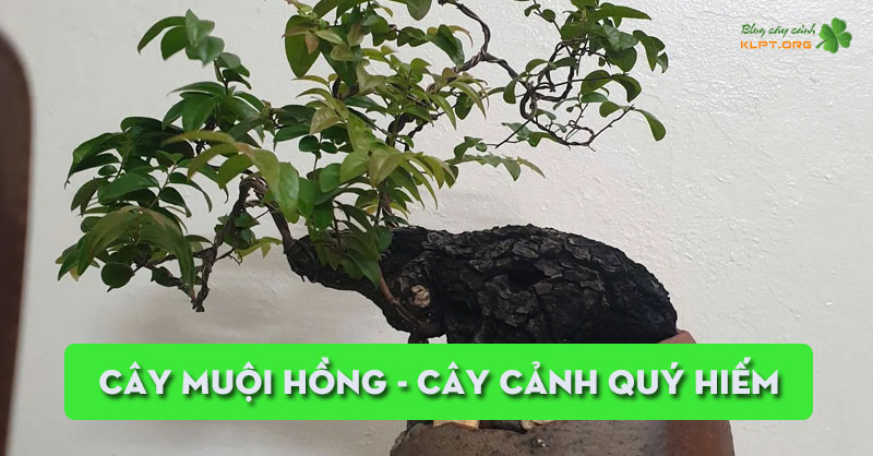 cay-muoi-hong-cay-canh-quy-hiem-lam-say-dam-long-nguoi-klpt