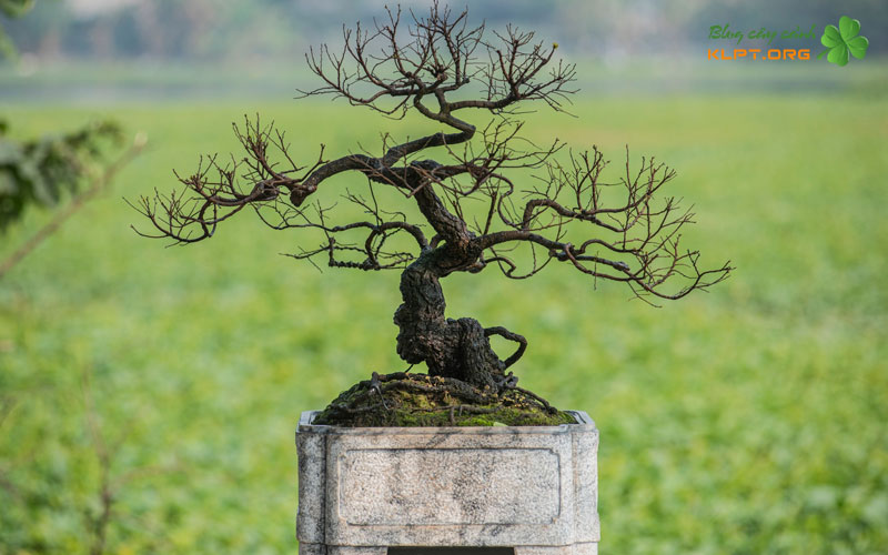 cay-muoi-hong-la-cay-gi-1-klpt