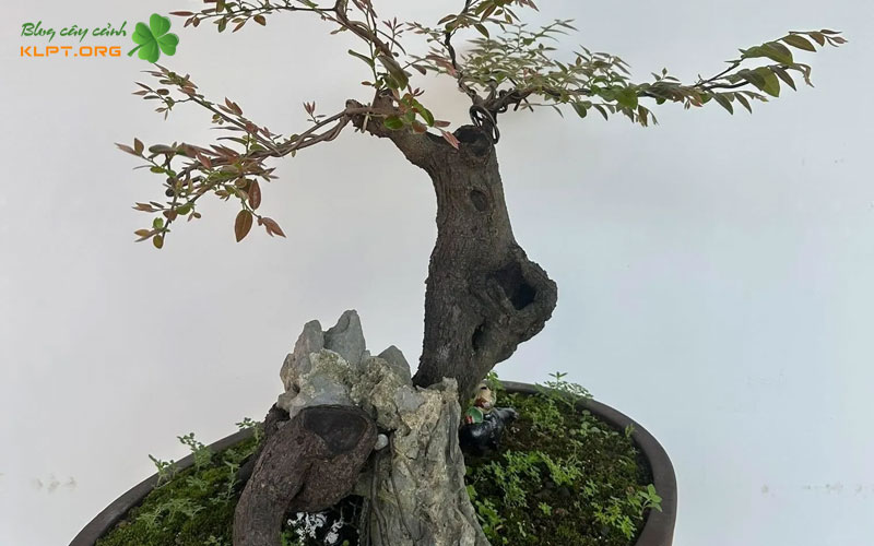 cay-muoi-hong-la-cay-gi-klpt