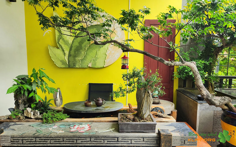 gia-cay-muoi-hong-hien-nay-tren-thi-truong-klpt