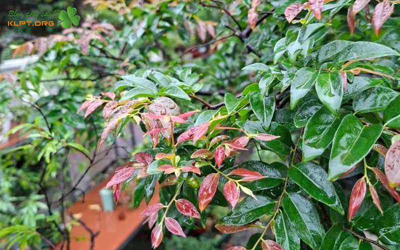 nhung-bien-the-an-tuong-cua-cay-muoi-hong-duoc-yeu-thich-klpt