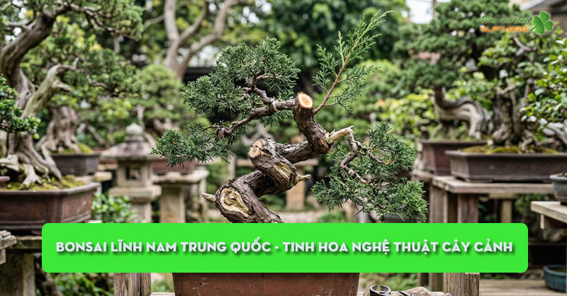 bonsai-linh-nam-trung-quoc-tinh-hoa-nghe-thuat-cay-canh-klpt