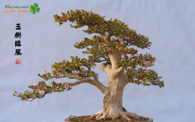 dac-diem-noi-bat-cua-bonsai-linh-nam-trung-quoc-1-klpt