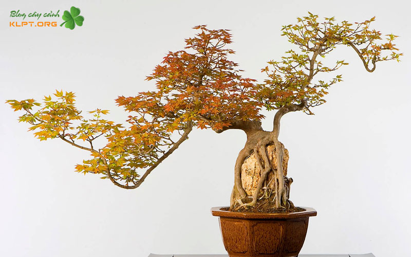 dac-diem-noi-bat-cua-bonsai-linh-nam-trung-quoc-klpt