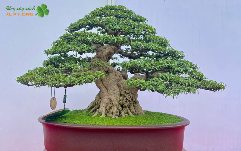 vi-sao-bonsai-linh-nam-trung-quoc-duoc-yeu-thich-klpt