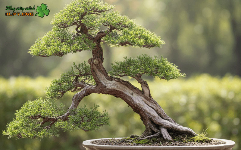 y-nghia-cua-bonsai-linh-nam-trung-quoc-klpt