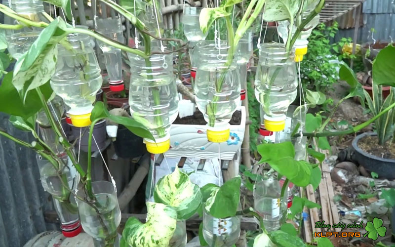 bi-quyet-cham-soc-trau-ba-trong-thuy-sinh-luon-xanh-muot-klpt