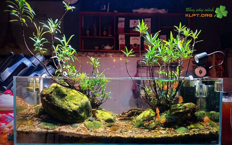 cac-loai-cay-thuy-sinh-duoc-nhieu-nguoi-ua-chuong-klpt