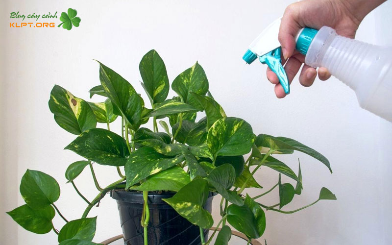 cach-dat-cay-trau-ba-dung-vi-tri-phong-thuy-de-thu-hut-tai-loc-klpt