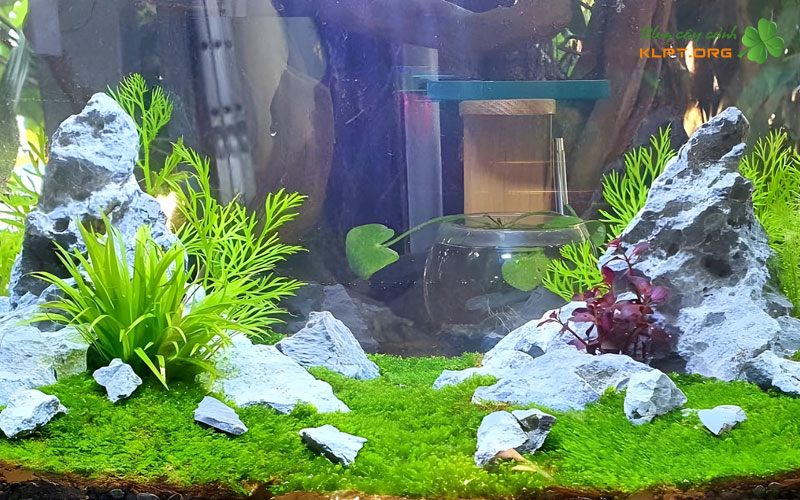 dai-trieu-dia-chi-cung-cap-cay-thuy-sinh-tai-tay-ninh-klpt