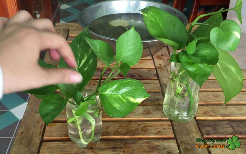 huong-dan-trong-trau-ba-thuy-canh-bang-chai-nhua-klpt