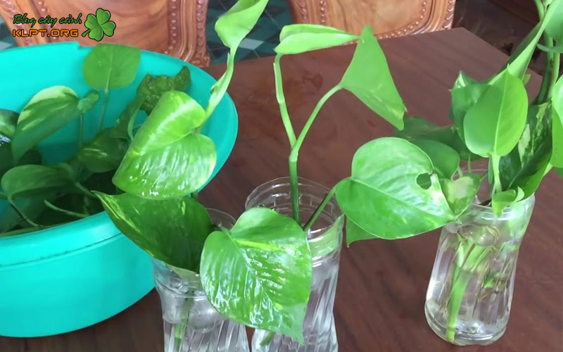 loi-ich-khi-trong-cay-trau-ba-vo-chai-nhua-klpt