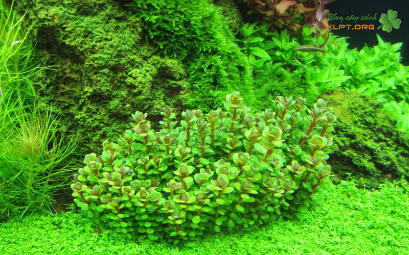mot-so-luu-y-khi-cham-soc-cay-thuy-sinh-klpt