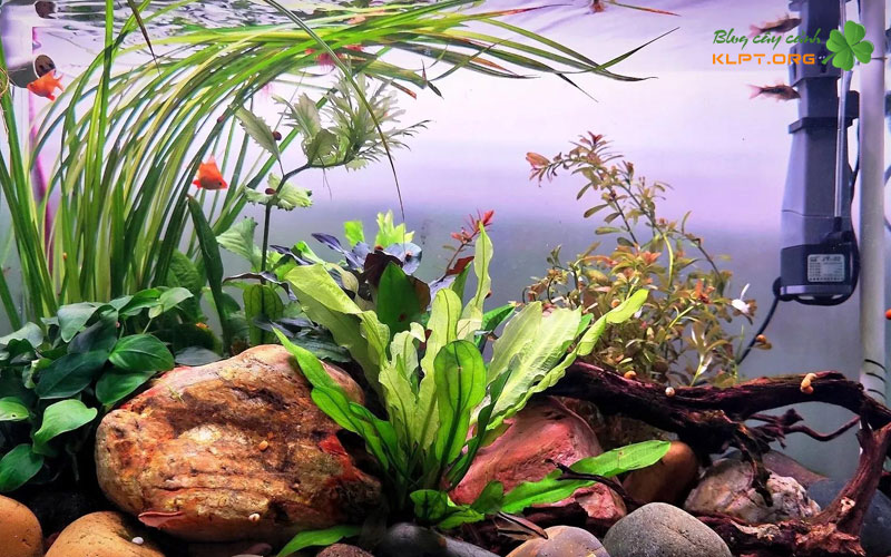 phu-kien-va-vat-lieu-cho-be-thuy-sinh-klpt