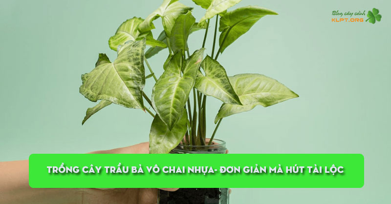 trong-cay-trau-ba-vo-chai-nhua-don-gian-ma-hut-tai-loc-klpt