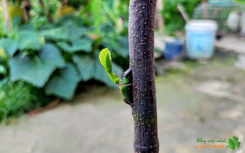 cach-ghep-mat-ghep-cua-so-klpt