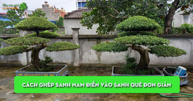 cach-ghep-sanh-nam-dien-vao-sanh-que-don-gian-klpt