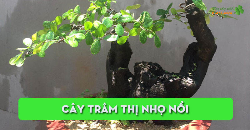 cay-tram-thi-nho-noi-klpt