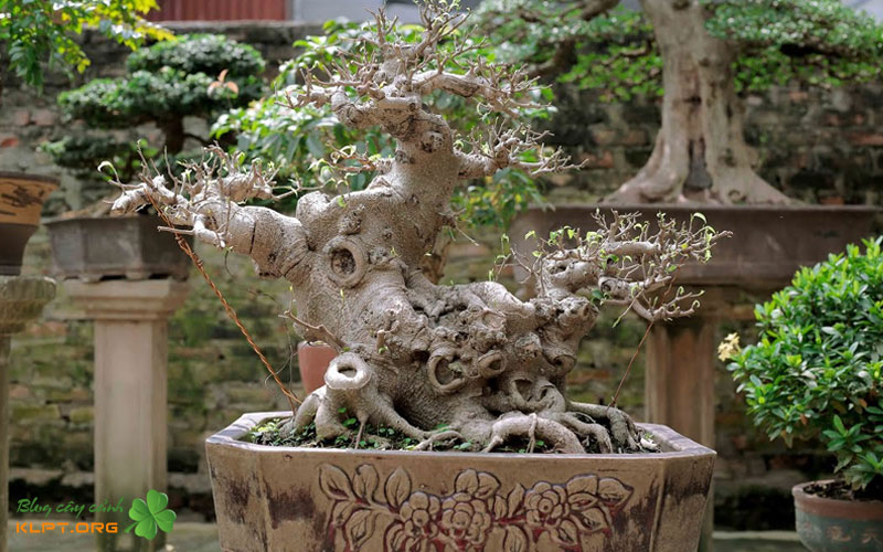 chuan-bi-truoc-khi-tien-hanh-ghep-klpt