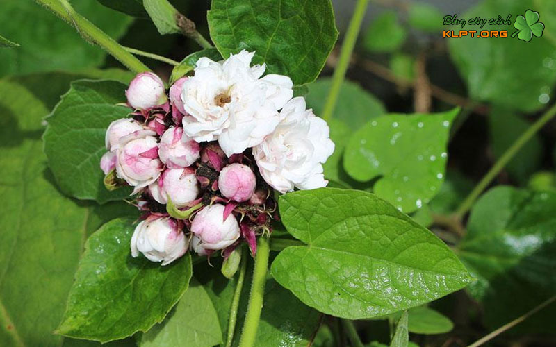 cong-dung-cua-cay-ngoc-nu-thom-klpt