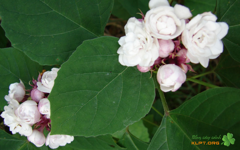 dac-diem-hinh-thai-cua-cay-ngoc-nu-thom-1-klpt