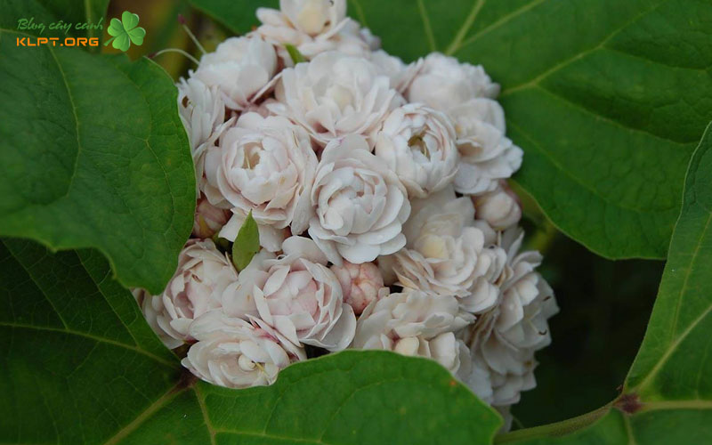 dac-diem-hinh-thai-cua-cay-ngoc-nu-thom-klpt