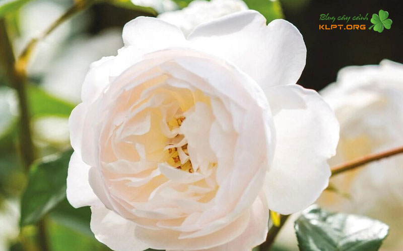 dac-diem-hoa-hong-bach-tra-klpt